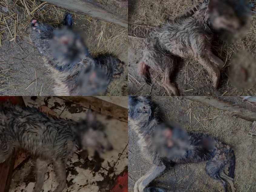 https%3A%2F%2Fimages.pressone.ro%2Fwp-co